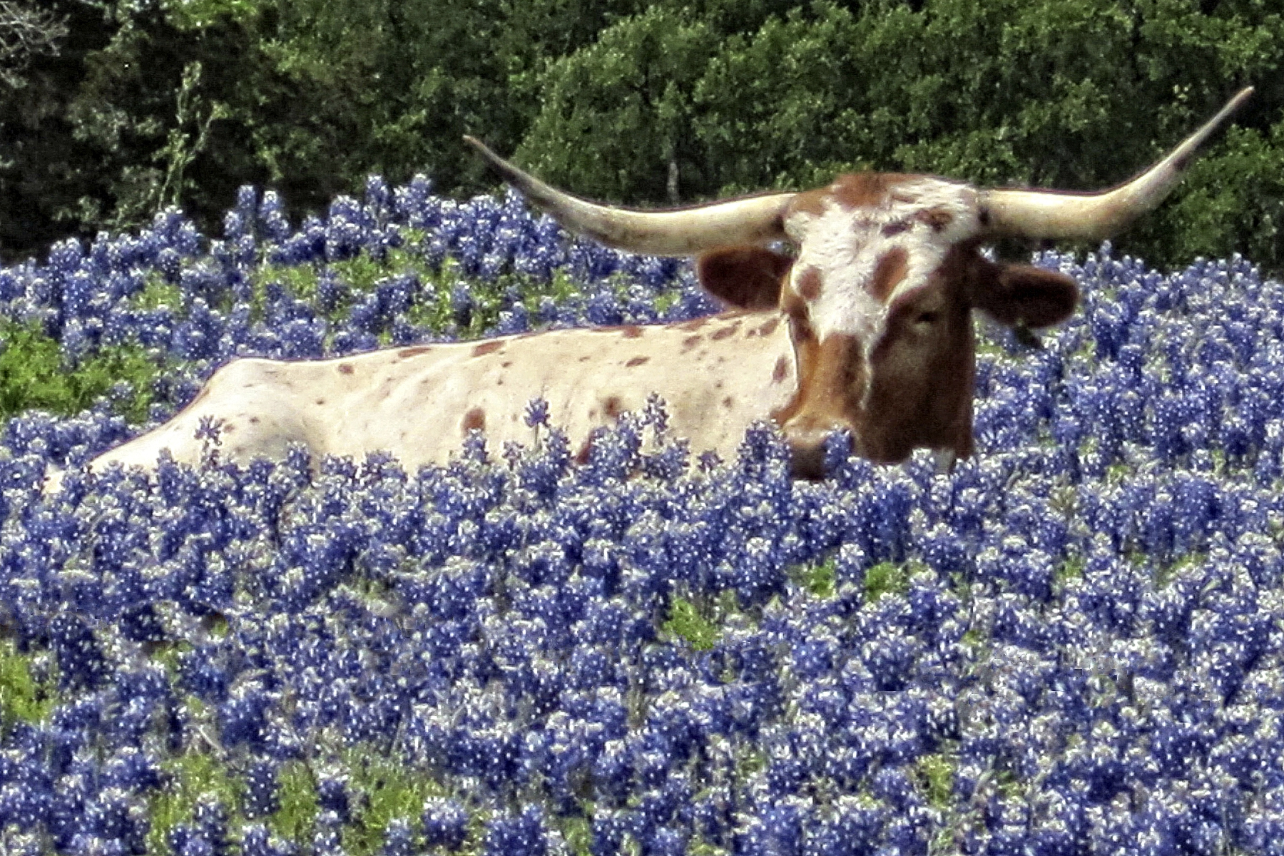 A Texas Longhorn lying down in a gorgeous field of Bluebonnets..... a real sign of spring in Texas.