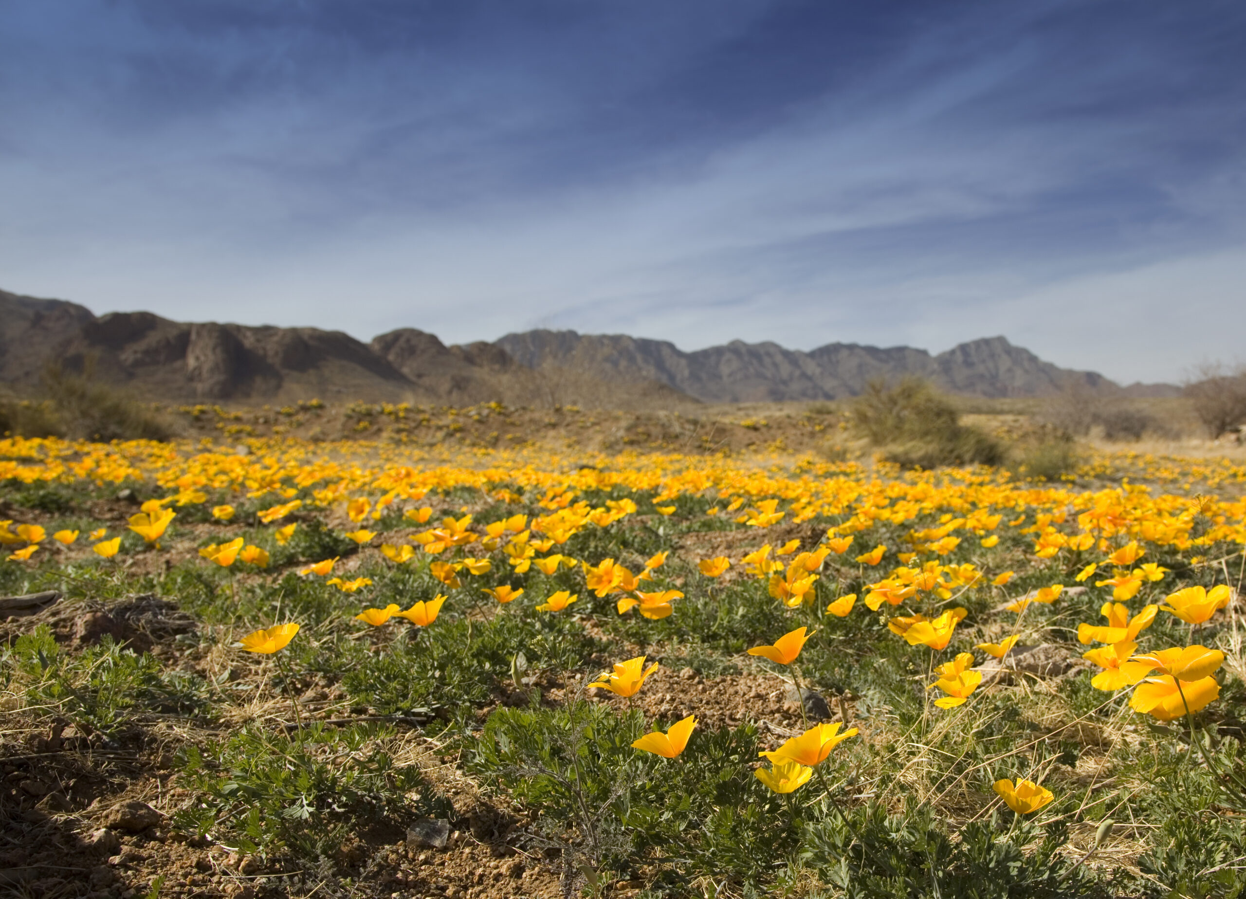 "Mexican Golden poppies bloom  in the Southwestern, Chihuahuan desert with mountains in background."